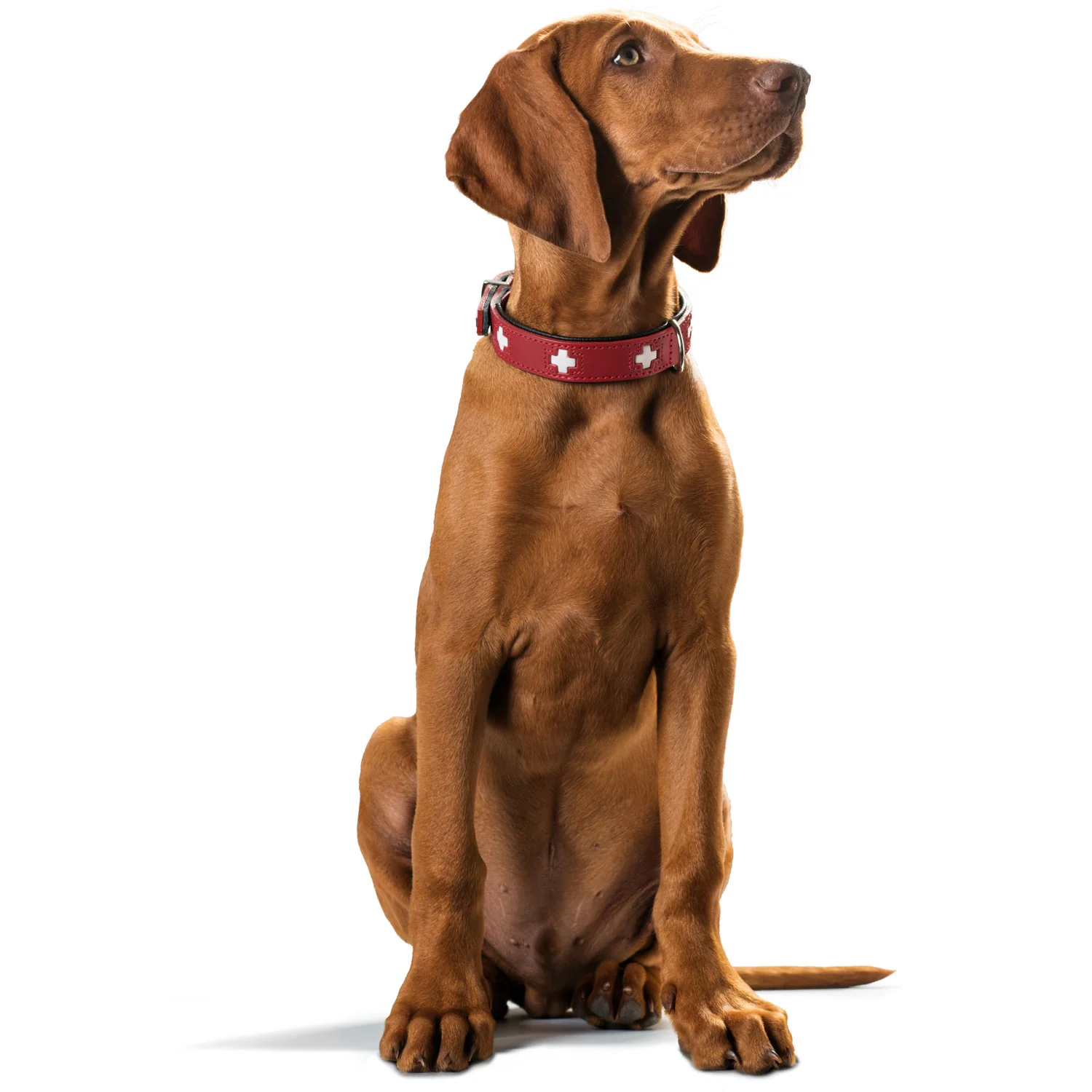 Hunter Collar Swiss - Imagen 5