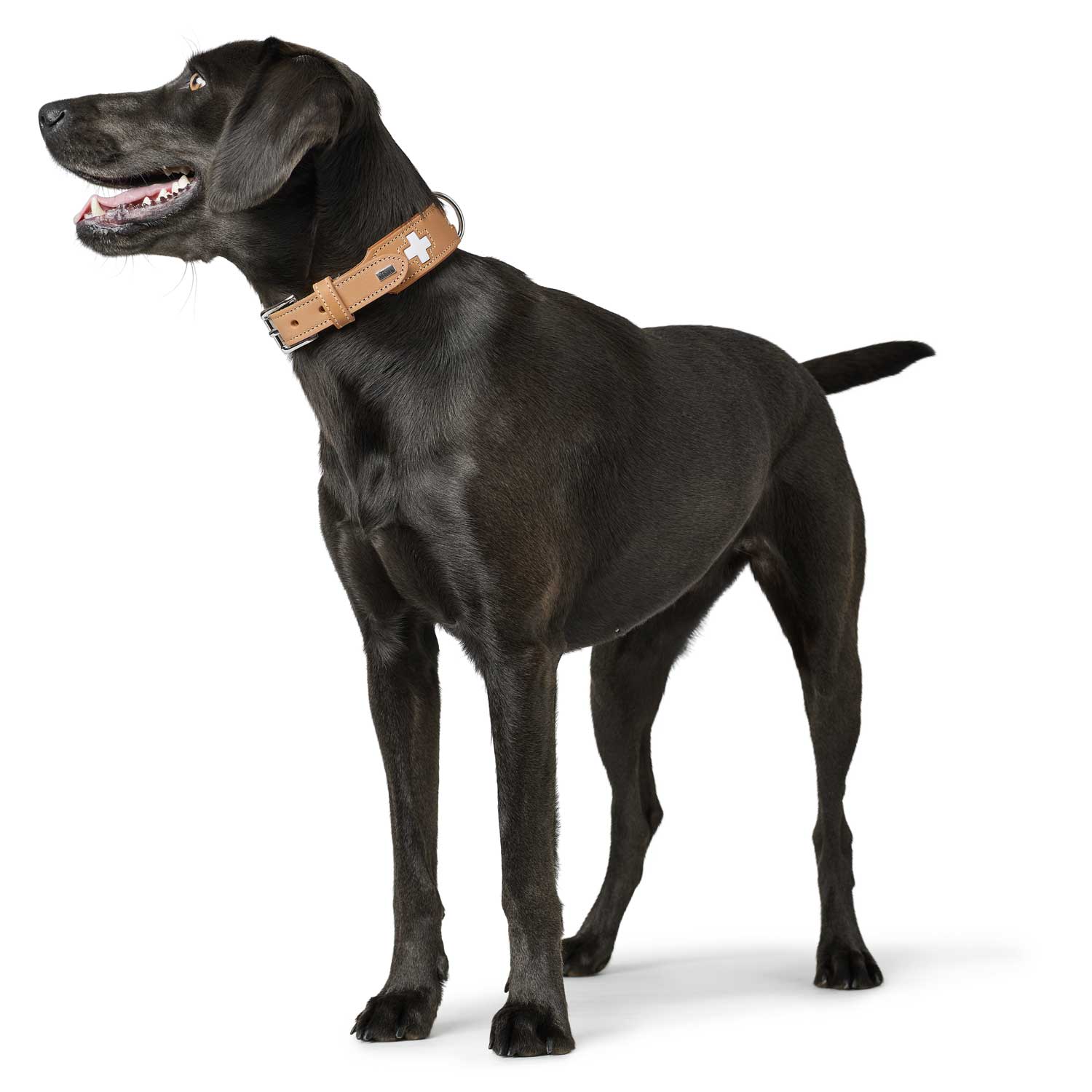 Hunter Collar Swiss - Imagen 4