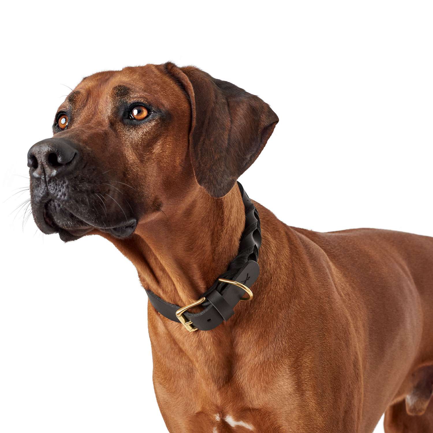 Hunter Sansibar Solid Collar - Image 4