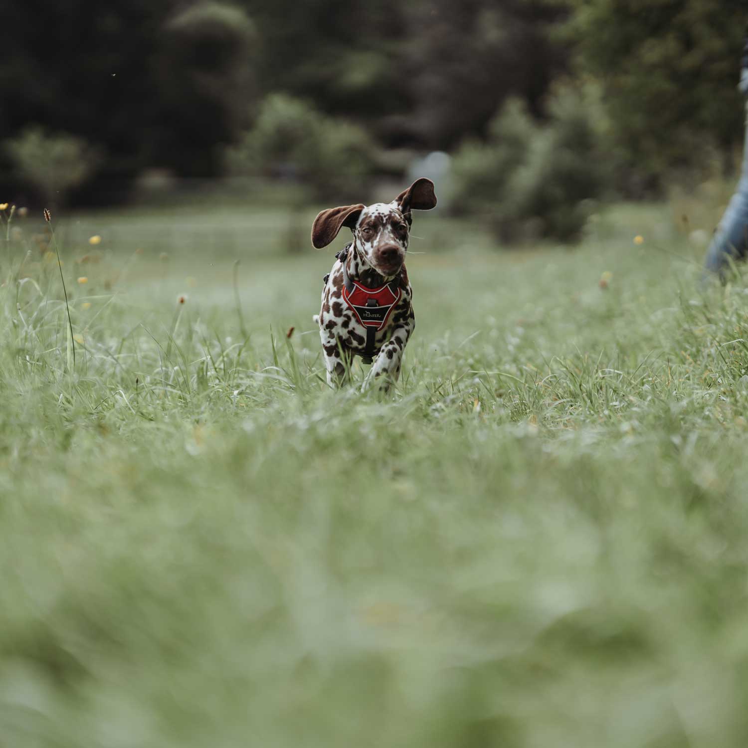 Hunter Harness Divo - Image 4
