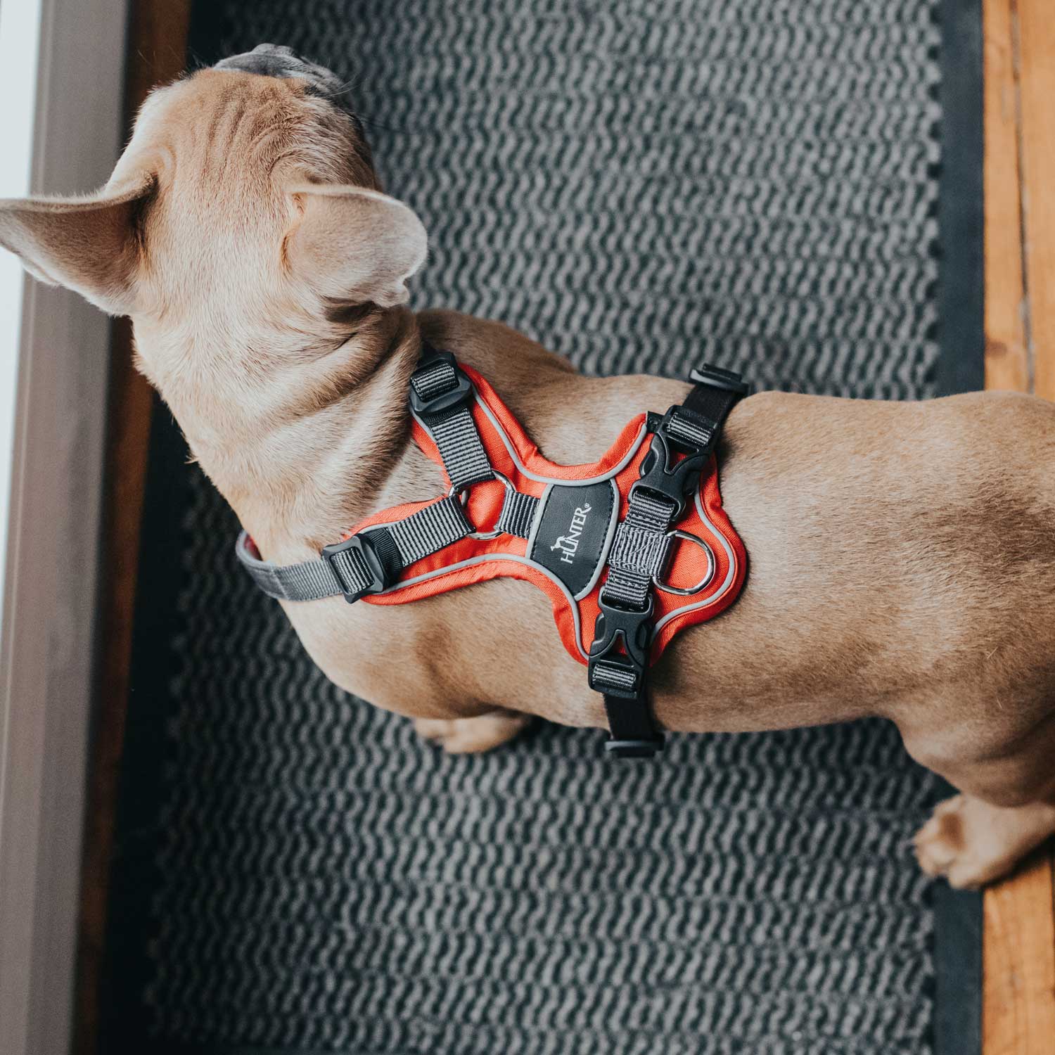 Hunter Harness Divo - Image 6